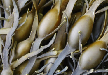 The Global Agricultural Biologicals Market, 2025: